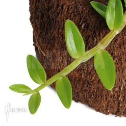 Orchid 'Dendrobium Loddigesii'