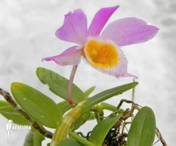 Orchid 'Dendrobium Loddigesii' -Green Haven Sales Store Dendrobium loddigesii 3