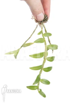 Orchid 'Dendrobium Loddigesii' -Green Haven Sales Store Dendrobium loddigesii 5