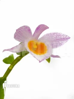 Orchid 'Dendrobium Loddigesii' -Green Haven Sales Store Dendrobium loddigesii 6