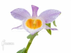 Orchid 'Dendrobium Loddigesii' Starter