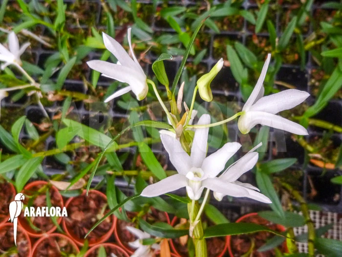 Orchid 'Dendrobium Moliniforme' 1 Orchid 'Dendrobium Moliniforme'