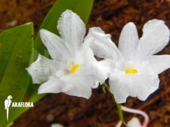 Orchid 'Dendrobium Mutabile'