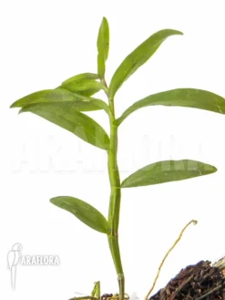 Orchid 'Dendrobium Mutabile' -Green Haven Sales Store Dendrobium mutabile 2