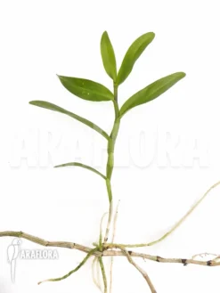 Orchid 'Dendrobium Mutabile' -Green Haven Sales Store Dendrobium mutabile 3