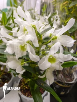 Orchid 'Dendrobium X Nobile White'