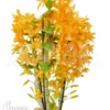 Orchid 'Dendrobium X Nobile Orange'