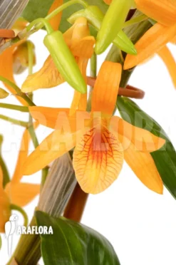 Orchid 'Dendrobium X Nobile Orange' -Green Haven Sales Store Dendrobium nobile orange 2