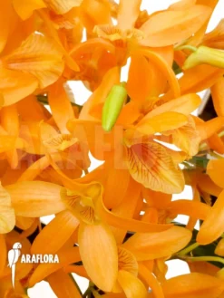 Orchid 'Dendrobium X Nobile Orange' -Green Haven Sales Store Dendrobium nobile orange 3