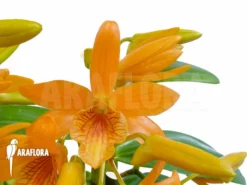 Orchid 'Dendrobium X Nobile Orange' -Green Haven Sales Store Dendrobium nobile orange 5