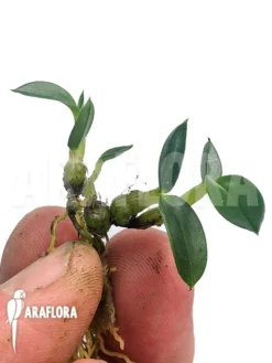 Orchid 'Dendrobium Petiolatum'