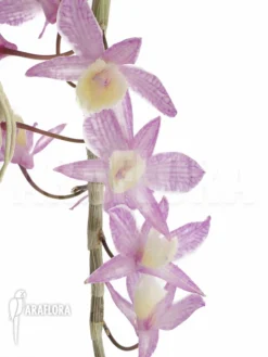 Orchid 'Dendrobium Pierardii X Loddigesii'