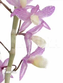 Orchid 'Dendrobium Pierardii X Loddigesii' -Green Haven Sales Store Dendrobium pierardii x loddigesii 2