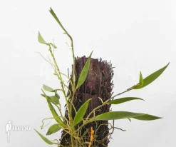 Orchid 'Dendrobium Pugioniforme'