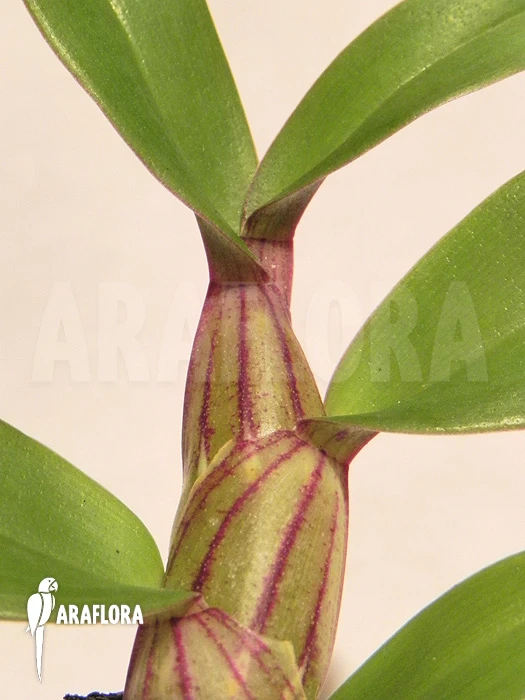 Orchid 'Dendrobium Pulchellum' 1 Orchid 'Dendrobium Pulchellum'