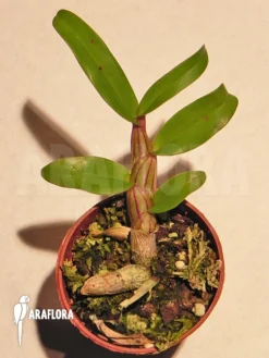 Orchid 'Dendrobium Pulchellum' 3 Orchid 'Dendrobium Pulchellum' -Green Haven Sales Store Dendrobium pulchellum 2