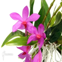 Orchid 'Dendrobium Sulawesiense'