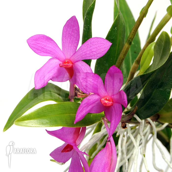 Orchid 'Dendrobium Sulawesiense' 1 Orchid 'Dendrobium Sulawesiense'