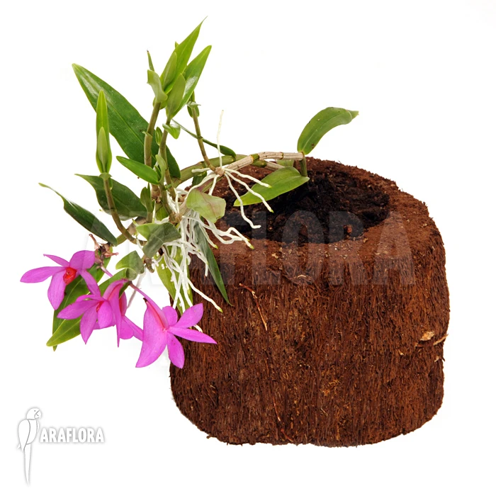 Orchid 'Dendrobium Sulawesiense' 4 Orchid 'Dendrobium Sulawesiense' - Image 4