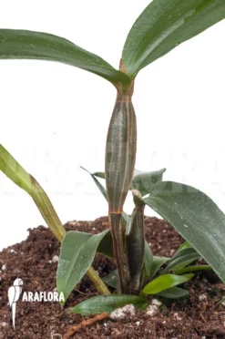 Orchid 'Dendrobium Tetragonum Var. Gigantum X Tetragonum Var. Alba' -Green Haven Sales Store Dendrobium tetragonum var gigantum x tetragonum var alba 1