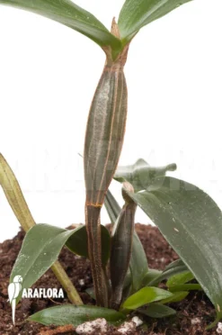 Orchid 'Dendrobium Tetragonum Var. Gigantum X Tetragonum Var. Alba' -Green Haven Sales Store Dendrobium tetragonum var gigantum x tetragonum var alba 3