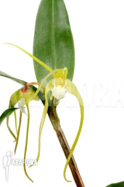 Orchid 'Dendrobium Tetragonum Var. Gigantum X Tetragonum Var. Alba'