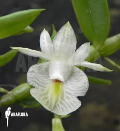 Orchid 'Dendrobium Trinervium'