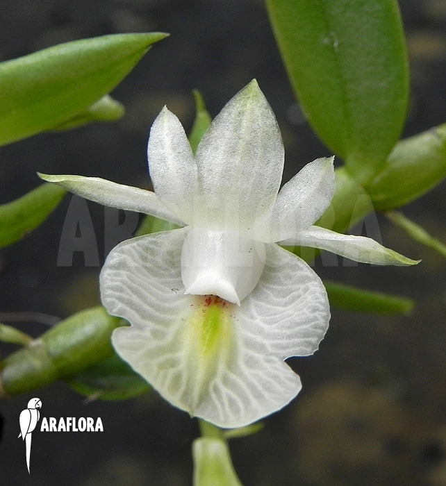 Orchid 'Dendrobium Trinervium' 1 Orchid 'Dendrobium Trinervium'