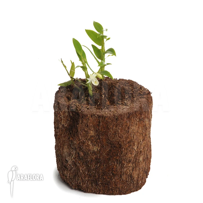 Orchid 'Dendrobium Trinervium' 6 Orchid 'Dendrobium Trinervium' - Image 6