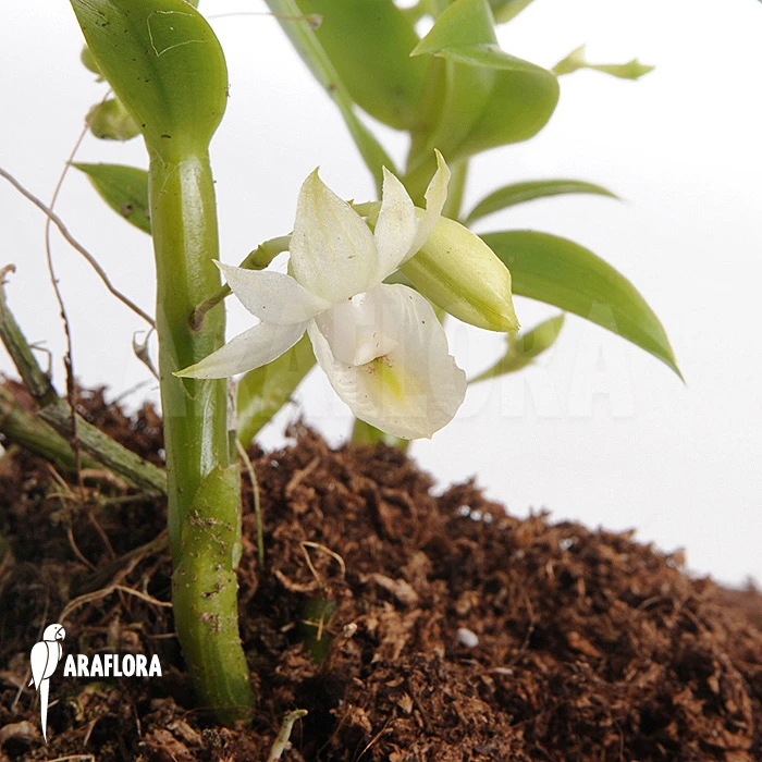 Orchid 'Dendrobium Trinervium' 5 Orchid 'Dendrobium Trinervium' - Image 5