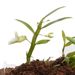 Orchid 'Dendrobium Trinervium' 9 Orchid 'Dendrobium Trinervium' -Green Haven Sales Store Dendrobium trinervium 4