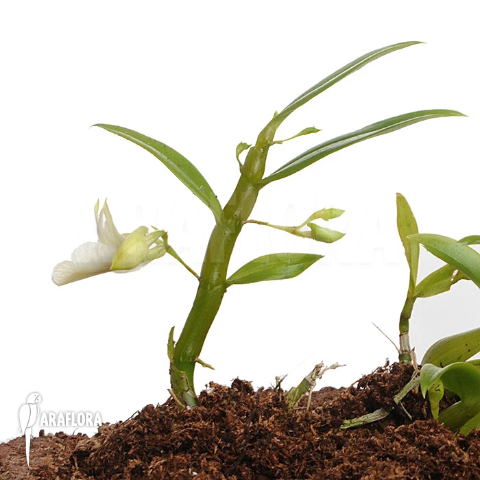 Orchid 'Dendrobium Trinervium' 4 Orchid 'Dendrobium Trinervium' - Image 4