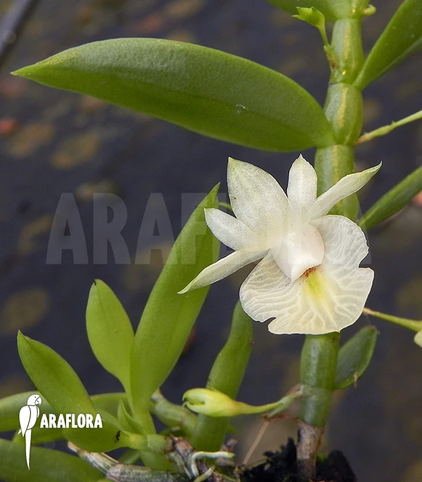 Orchid 'Dendrobium Trinervium' 3 Orchid 'Dendrobium Trinervium' - Image 3