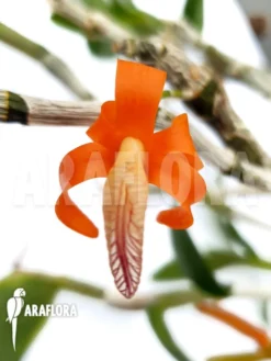 Orchid 'Dendrobium Unicum'