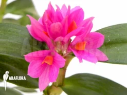 Orchid 'Dendrobium X Hibiki' -Green Haven Sales Store Dendrobium x Hibiki 3