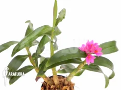 Orchid 'Dendrobium X Hibiki' -Green Haven Sales Store Dendrobium x Hibiki 4