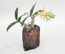 Orchid 'Dendrobium X 'Yellow Winter Beauty' 'L' -Green Haven Sales Store Dendrobium x Yellow winter beauty L 2