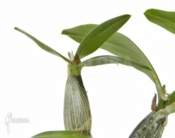 Orchid 'Dendrobium X 'Yellow Winter Beauty' 'L' -Green Haven Sales Store Dendrobium x Yellow winter beauty L 3