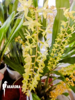 Orchid 'Dendrochilum Abbreviatum' -Green Haven Sales Store Dendrochilum abbreviatum 2