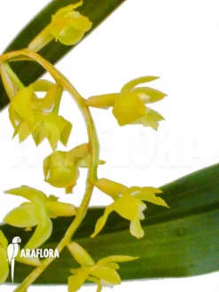 Orchid 'Dendrochilum Abbreviatum' -Green Haven Sales Store Dendrochilum abbreviatum 3