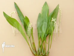 Orchid 'Dendrochilum Cobbianum'