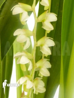 Orchid 'Dendrochilum Cobbianum' -Green Haven Sales Store Dendrochilum cobbianum 2