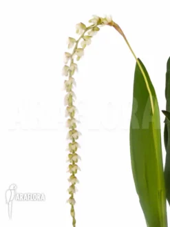 Orchid 'Dendrochilum Cobbianum' -Green Haven Sales Store Dendrochilum cobbianum 3