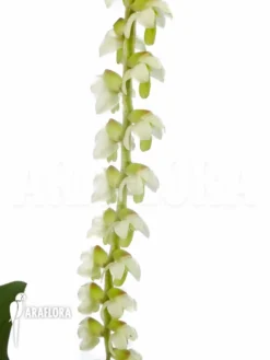 Orchid 'Dendrochilum Cobbianum' -Green Haven Sales Store Dendrochilum cobbianum 4
