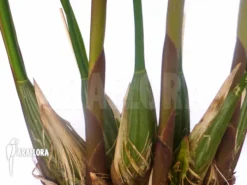 Orchid 'Dendrochilum Cobbianum' -Green Haven Sales Store Dendrochilum cobbianum 5