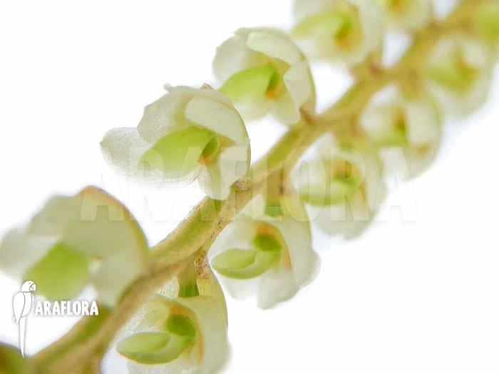 Orchid 'Dendrochilum Cobbianum' Starter 4 Orchid 'Dendrochilum Cobbianum' Starter - Image 4