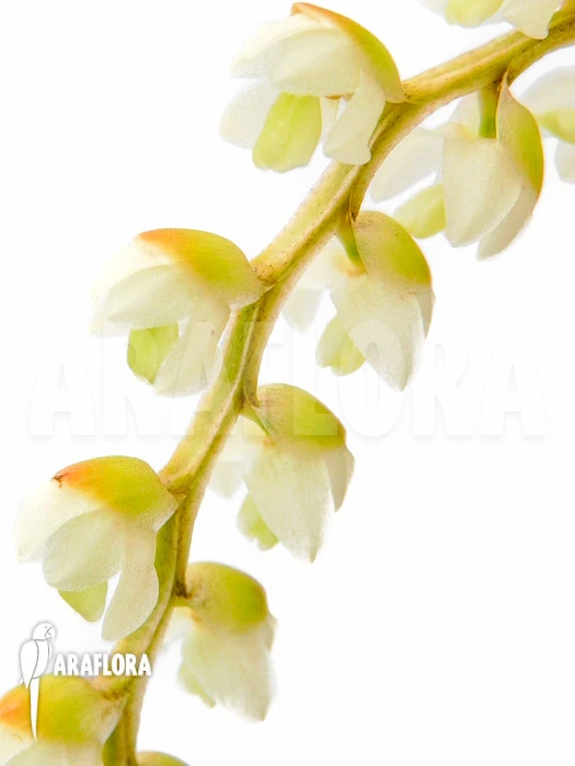 Orchid 'Dendrochilum Cobbianum' Starter 2 Orchid 'Dendrochilum Cobbianum' Starter - Image 2