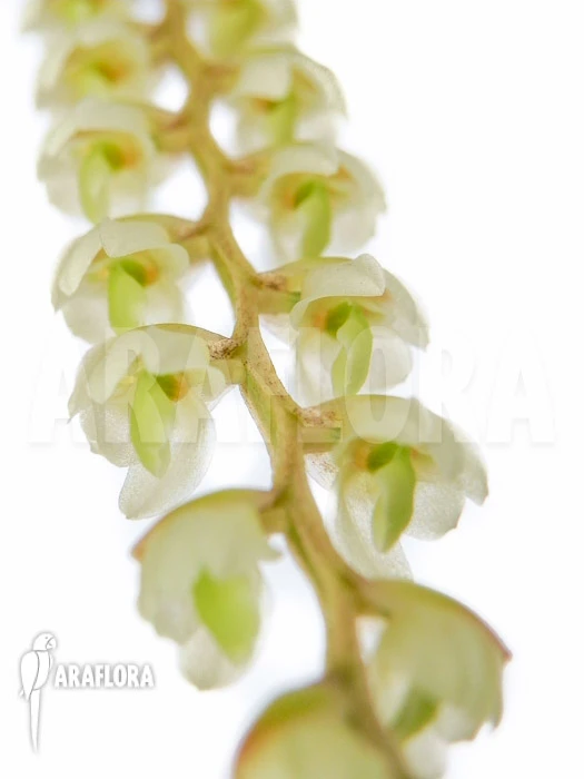 Orchid 'Dendrochilum Cobbianum' Starter 3 Orchid 'Dendrochilum Cobbianum' Starter - Image 3