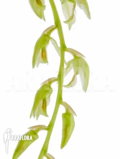 Orchid 'Dendrochilum Compactum' -Green Haven Sales Store Dendrochilum compactum 3