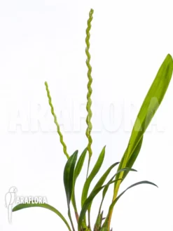 Orchid 'Dendrochilum Compactum' -Green Haven Sales Store Dendrochilum compactum 4